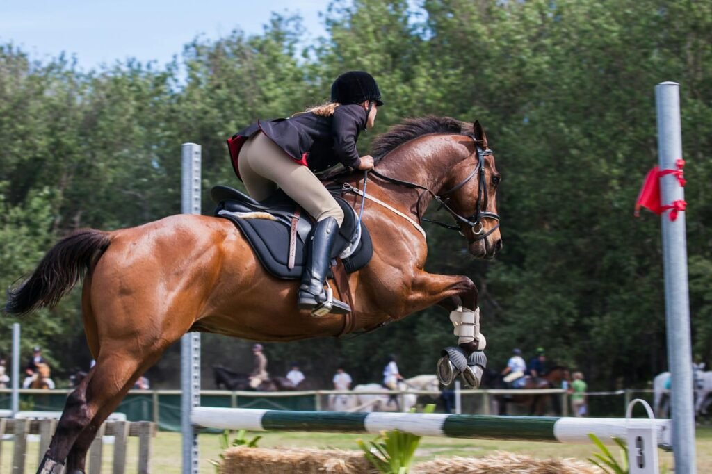 rehabilitación de caballos