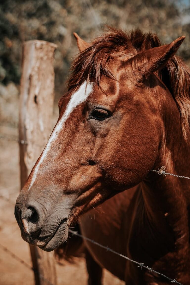 rehabilitación de caballos