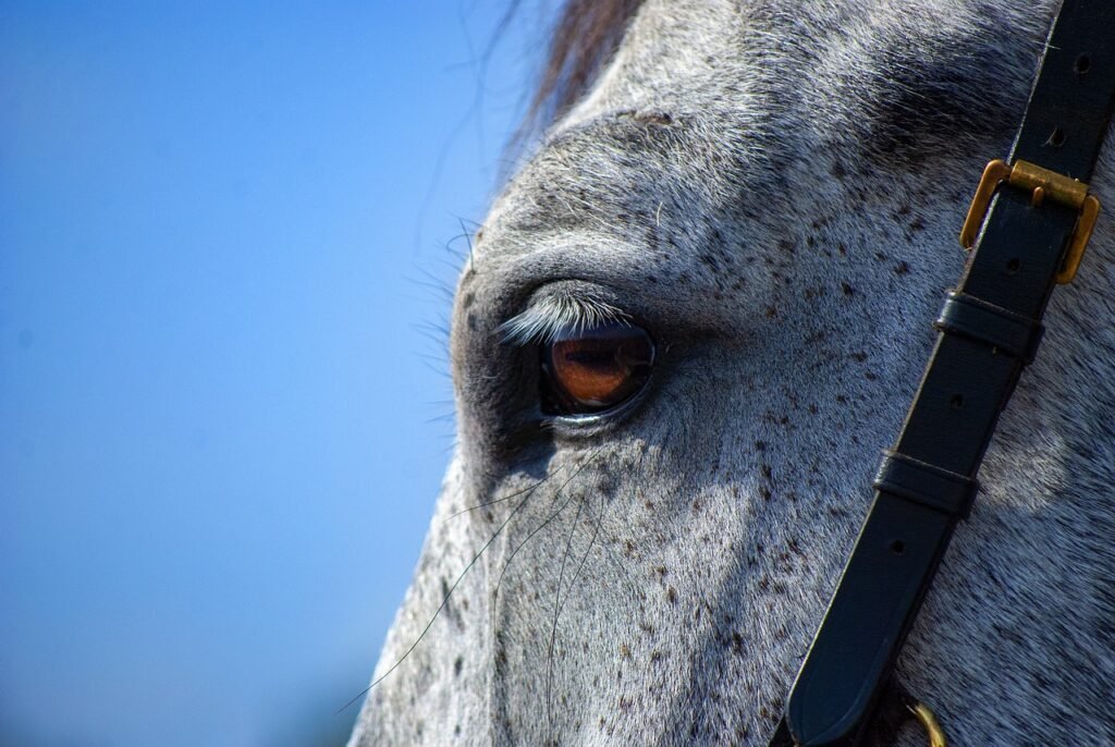rehabilitación de caballos